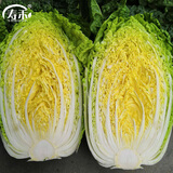 寿禾大白菜种子大全老品种秋播四季农科院娃娃菜山东蔬菜播天津青籽 （翡翠）黄心白菜种子12g约4千粒