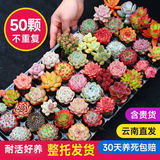 墨一多肉植物室内带盆组合小盆栽带桩大颗好养活多品种花卉绿植营养土 【店长优选】50颗不重复