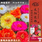 寿禾 太阳花种子苗盆栽种植花种籽 混色重瓣太阳花种子约30万粒(大袋)
