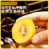 帆儿庄园西峡猕猴桃黄心猕猴桃奇异果金桃弥泥猴桃新鲜水果生鲜大果 【美味尝鲜】中果12枚 70-90g