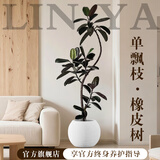 临雅特级橡皮树黑金刚大盆栽造型客厅室内大型绿植好养活落地四季植物 【旗舰款】单飘枝橡皮树1.4-1.6m+米白圆球盆