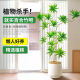叹为观止大型植物发财树各种大颗盆栽开业乔迁客厅办公室内好养大型花卉 百合竹【1.3-1.5米】 含盆