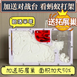 趣驭 蚂蚁城堡蚂蚁工坊养蚂蚁巢穴观察生态箱宠物玩具六一儿童节礼物 白沙版升级款2蚁后150工（铺道蚁）