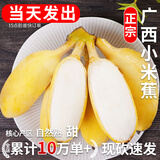 春福乐 广西小米蕉香蕉【源头直发】10水果整斤小香蕉粉蕉自然熟苹果蕉 严选5斤装【老农手挑】净4.5斤