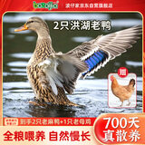 BOZAIJIA波仔家洪湖老麻鸭 2.3斤*2只 散养700天 新鲜现杀土鸭源头直发