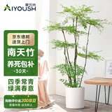 爱优尚精品南天竹室内办公室大型绿植盆栽客厅造景真树四季常青源头直发