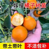君扬广西柑橘嫁接果树苗无核沃柑砂糖橘子茂谷皇帝柑脆蜜脆皮金柑金桔 脆蜜金桔苗 一年苗30-40CM高（带土带叶）