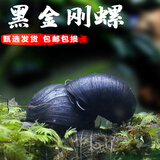 申茂澜观赏螺苹果螺黑金刚彩蛋螺神秘黄金斑马洋葱清洁除藻工具螺活体螺 0.5-0.8cm黑金刚螺5只送2备损