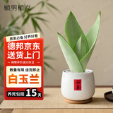 植男植女白玉兰室内阳台庭院盆栽带花苞桌面好养源头直发