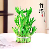 京云梦富贵竹竹塔盆栽新居送礼盆景转运宝塔节节高3层不含盆源头直发