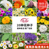 寿禾 花种子苗薄荷波斯菊太阳花格桑花向日葵花种籽 20种花草种子套餐