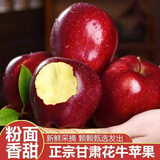 集南鲜 甘肃天水花牛苹果 新鲜水果粉面蛇果国产红果应季孕水果中秋节日 10斤甄选果 单果70-80mm 净重8.5斤