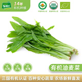 有机汇有机油麦菜 牛俐菜绿叶菜火锅蒜蓉清炒 有机种植无农残 当天采摘 250g