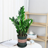 花竹恋杜鹃花四季开花盆栽花卉绿植阳台办公室红掌室内盆栽盆景大型绿植 金钱树 含盆栽好发货高度40厘米左右