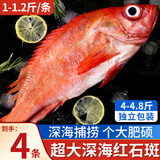 朵芙 海参斑鱼 多规格 红鱼净重 红石斑鱼大眼鱼富贵鱼深海鱼生鲜鱼类 超大红石斑1-1.2斤*4条