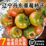 味小仙【顺丰】辽宁丹东草莓柿子 铁皮柿子绿腚油柿子西红柿番茄蔬菜 5斤