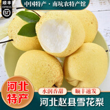 桃西村河北赵县雪花梨 赵州皇冠梨冰糖雪梨秋月炖梨膏香梨鸭梨新鲜水果 4.5斤精选大果【单果350g+】顺丰