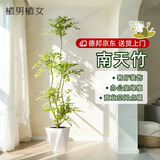 植男植女南天竹盆栽客厅大型绿植办公室内老桩火焰南天竹吸除甲醛源头直发