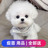 舒腾比熊幼犬纯种宠物狗狗纯种比熊犬活体比熊法国卷毛小体活宠物狗  宠物级 精品小体比熊 公