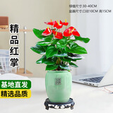 京云梦红掌盆栽花卉土培水养四季常青绿植办公室除甲醛红掌绿福源头直发
