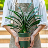 花竹恋杜鹃花四季开花盆栽花卉绿植阳台办公室红掌室内盆栽盆景大型绿植 君子兰 含盆栽好发货高度40厘米左右