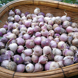 味小仙云南紫皮独头蒜鲜蒜 2025新蒜大蒜头蔬菜生鲜 小号(2.2cm-2.5cm)鲜蒜 5斤