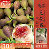 寿禾 蔬菜苗活苗带土发货大全菜苗种苗秋冬各种秧苗山东寿光苗子阳台 （不带果）芭劳奈无花果2年苗 1盆