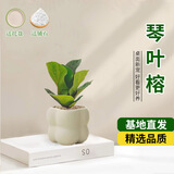 京云梦琴叶榕盆栽幼儿园植物好养耐阴吸甲醛网红ins风泡泡盆源头直发