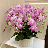 Only you【两小时达】蝴蝶兰带花苞花剑花盆真花兰花盆栽开业乔迁生日礼物 12株紫白（瓷盆随机）