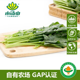 小汤山 菠菜 280g 基地直供新鲜蔬菜GAP认证