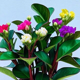 【包开花】碧玉四季常青室内花卉绿植开花植物净化浓香型盆栽 重瓣碧玉【混色】特大盆【开花爆满】+肥料