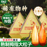 贝斯莎巴拉那松子大颗粒云南特产坚果熟食拇指大松子休闲零食送礼3盒