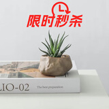 墨一万重山盆栽红太阳网红多肉植物书房室内桌面懒人好养绿植花卉盆景 十二卷+海岛礁石盆