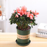 花竹恋杜鹃花四季开花盆栽花卉绿植阳台办公室红掌室内盆栽盆景大型绿植 杜鹃花粉色 含盆栽好发货高度40厘米左右