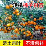 君扬广西柑橘嫁接果树苗无核沃柑砂糖橘子茂谷皇帝柑脆蜜脆皮金柑金桔 沃柑苗 两年苗45-50CM高（带土带叶）