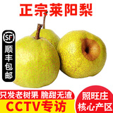 【顺丰】莱阳慈梨 山东烟台莱阳茌梨特产贡梨脆甜梨子 新鲜水果 5斤大果 7-8个 照旺庄百年老梨树