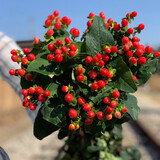 芊芊细语斗南基地直批发玫瑰鲜花全国速递配送女友礼物家用水养插花家庭 顺丰发货红豆10支