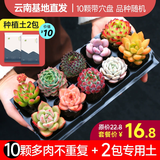 墨一多肉植物室内带盆组合小盆栽带桩大颗好养活多品种花卉绿植营养土 10颗不重复+2包营养土