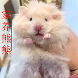 长毛金丝熊活物已打疫苗小仓鼠长毛熊稀有家养卷毛熊活体宠物 极品长毛金丝熊