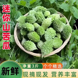 云南网红迷你野生山苦瓜 新鲜现摘小苦瓜 炖汤清炒凉拌金铃子包邮 1斤