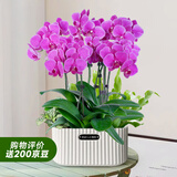 爱优尚蝴蝶兰盆栽中秋节礼物乔迁年宵花送礼客厅办公室四季开花源头直发