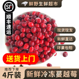 【顺丰可选】黑龙江抚远新鲜蔓越莓冷冻鲜果女性泡水酸水果莓浆果 【鲜冻·蔓越莓】 2斤装|发顺丰（国产进口随机发）