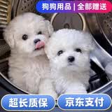 舒腾比熊幼犬纯种宠物狗狗纯种比熊犬活体比熊法国卷毛小体活宠物狗  宠物级 小体比熊 公