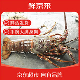 鲜京采【保鲜不保活】鲜活越南小青龙 净重200-300g/只*2只 源头直发