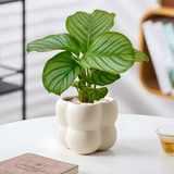 花翁北欧海芋盆栽办公室内桌面绿植花卉 青苹果竹芋+四宫格盆源头直发