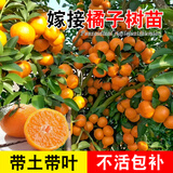 君扬广西柑橘嫁接果树苗无核沃柑砂糖橘子茂谷皇帝柑脆蜜脆皮金柑金桔 砂糖橘苗 一年苗30-40CM高（带土带叶）