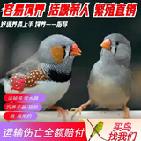 万宠汇 鸟活体虎皮鹦鹉笼养牡丹玄风活鸟学说话手养小太阳鹦鹉宠物鹦鹉 小灰珍珠鸟2只（一公一母）
