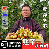 江子田语河北沧州特产黄骅冬枣新鲜大枣黄烨红枣冰糖脆甜特大果号现摘顺丰 二级≥2.5cm【10-15g】 净重4.9斤