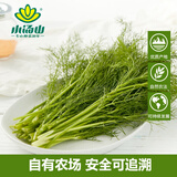 小汤山 茴香 250g 基地直供新鲜蔬菜安全可追溯