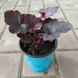 逸棵 矾根花苗 植物花卉绿植花卉多年生四季种易活阳台庭院盆栽  1株黑曜石小苗【叶片颜色随季节随机变化】 1株